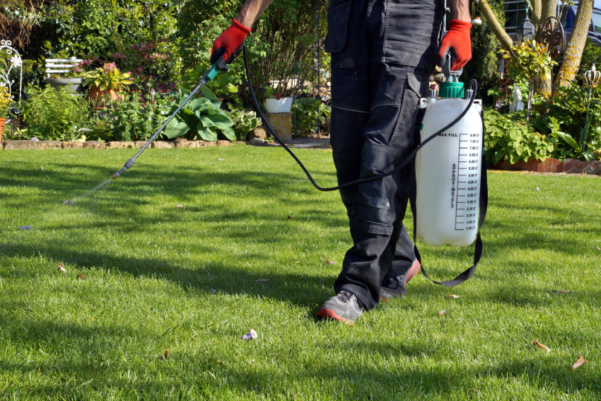 Austin Lawn Care Service. We offer weed control services